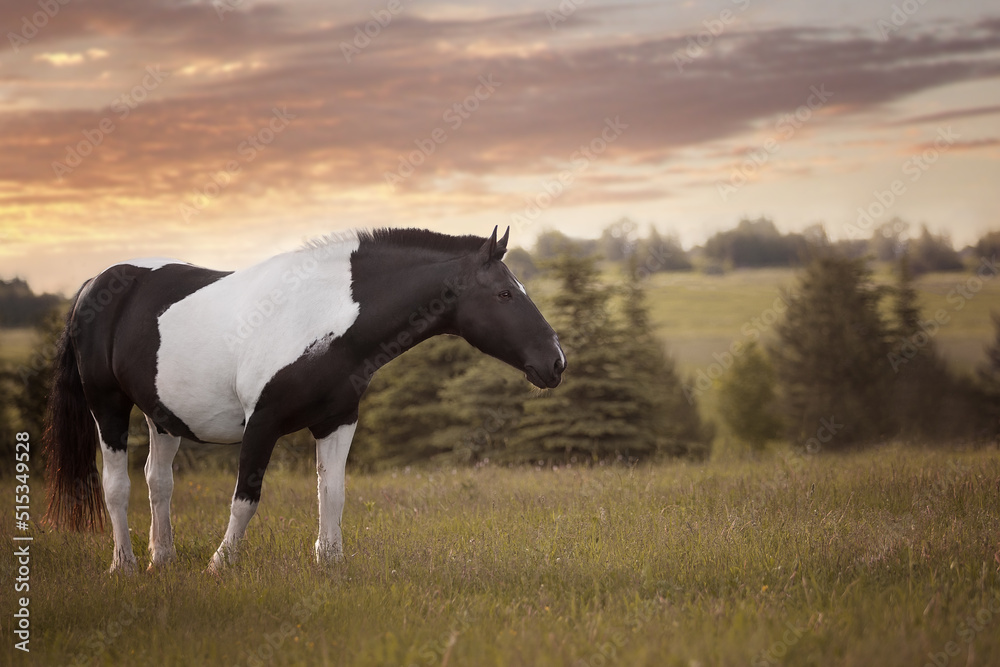Obraz premium horse in the field