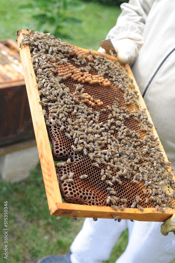 Working honey bees swarm on the beehive frame during hive inspection by a beekeeper or an apiarist at the apiary in summer Working honey bees swarm on the beehive frame during hive inspection by a beekeeper or an apiarist at the apiary in summer