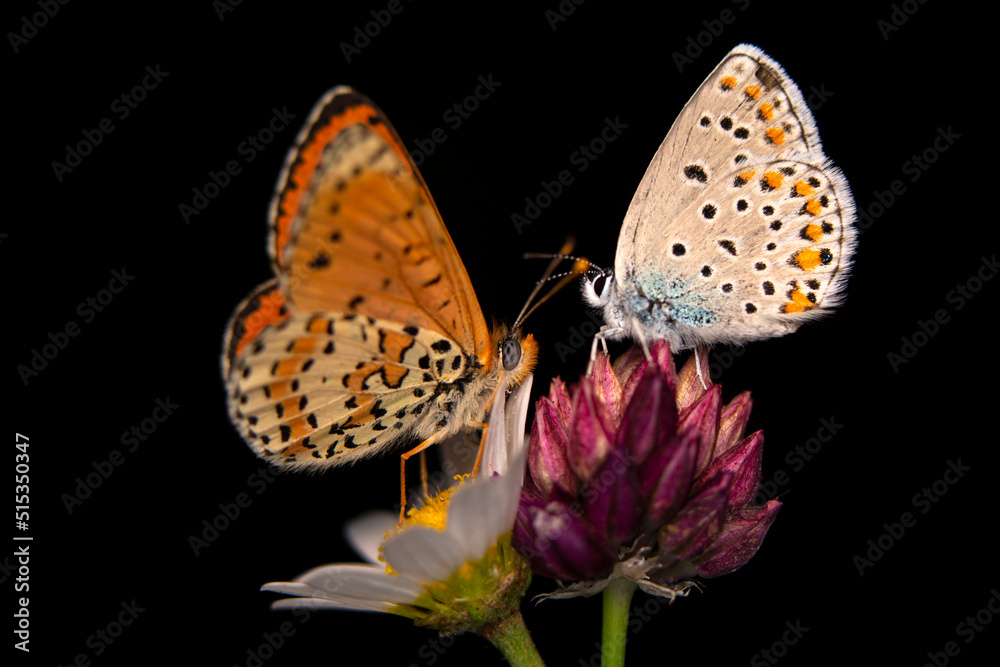 Obraz premium Macro shots, Beautiful nature scene. Closeup beautiful butterfly sitting on the flower in a summer garden.