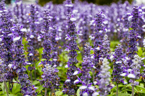Fototapeta Naklejka Na Ścianę i Meble -  紫の花をつけたアジュガのクローズアップ画像