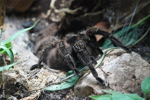 Brazilian salmon pink bird eating tarantula