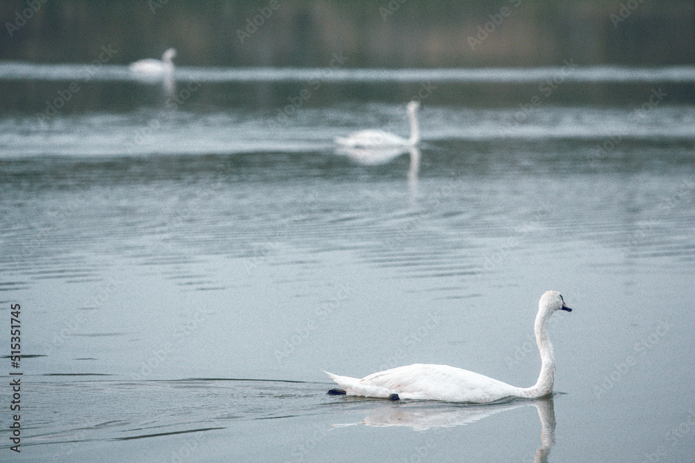 Obraz premium Beautiful white swan on the lake.