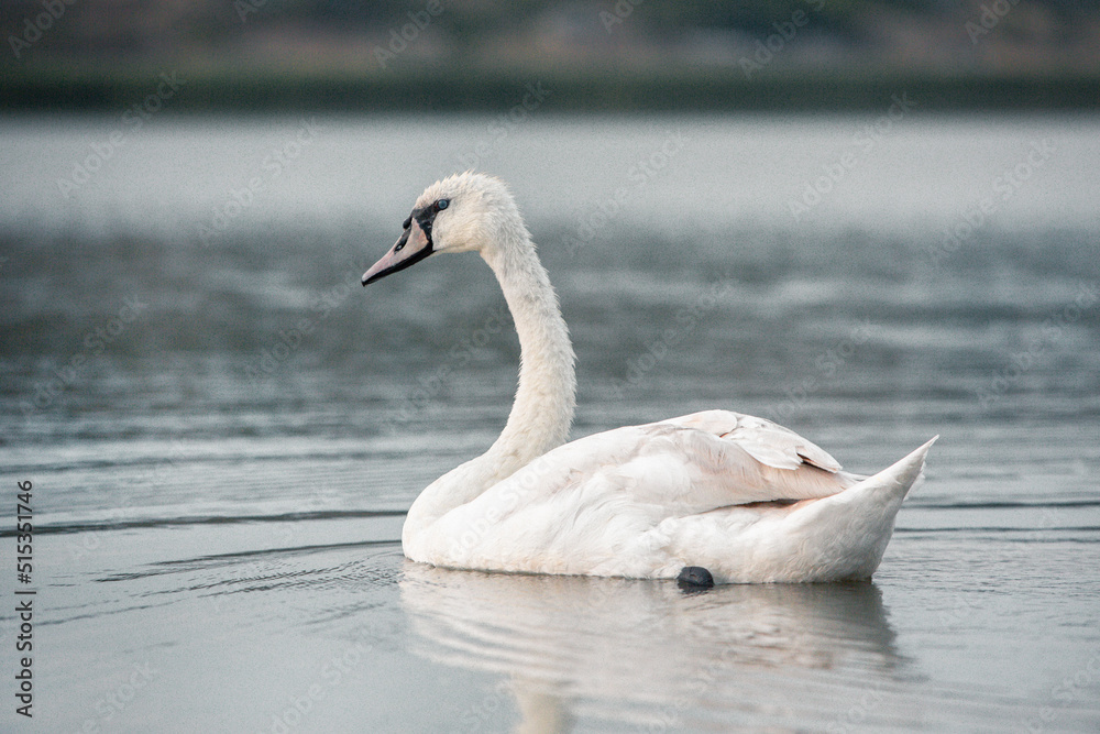 Fototapeta premium Beautiful white swan on the lake.