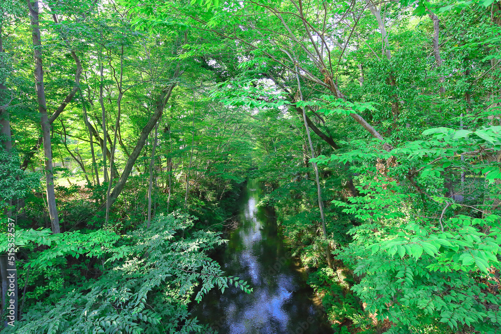 Obraz premium forest in the forest