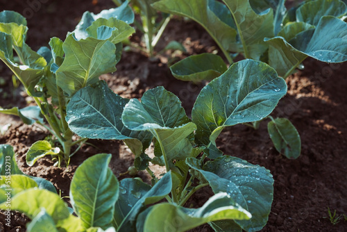 Cabbage, organic vegetable garden without chemicals. Cabbage leaves are tied into a head. Close-up. Formation of cabbage leaves into a head. © Юлия Клюева