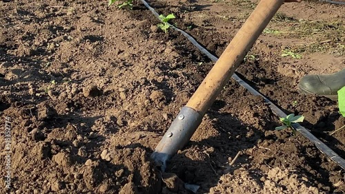 Closeup of human foot in gumboots treading on gardening shovel, digging ground, preparing place for planting at vegetable garden at daybreak. Crops, micro irrigation system on background. Moving shot