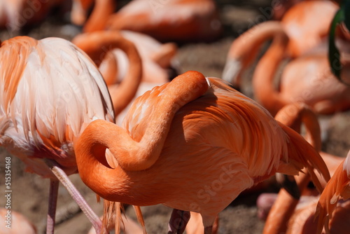 Fényképezés American flamingo