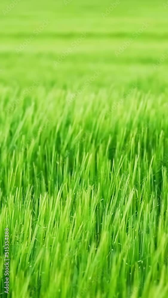 Vertical short video of green wheat field waving on the wind, shallow depth of field Vertical short video of green wheat field waving on the wind, shallow depth of field