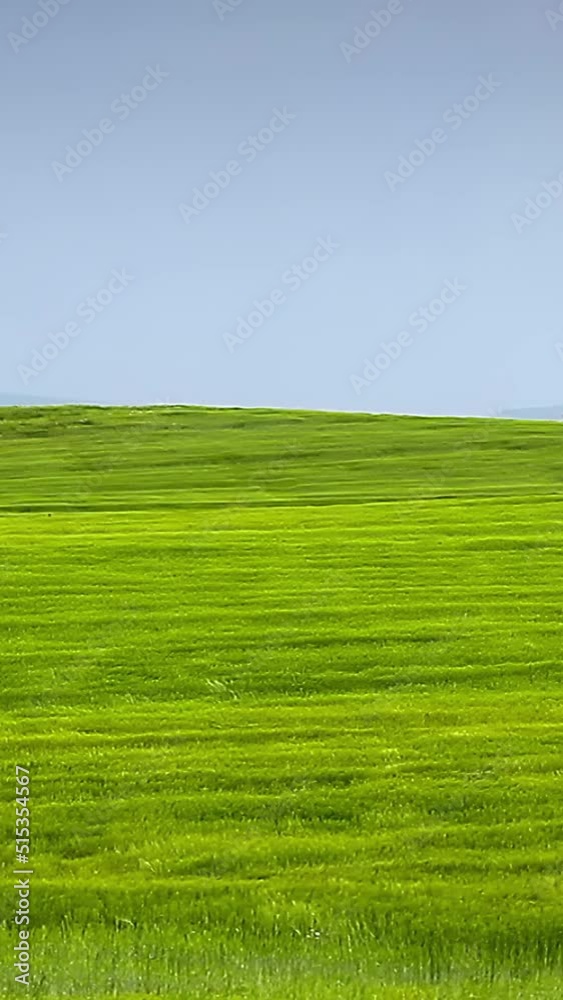 Waving green wheat field and blue sky, lock down shot vertical video Waving green wheat field and blue sky, lock down shot vertical video