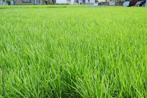 Fototapeta Naklejka Na Ścianę i Meble -  Green rice plants in spring