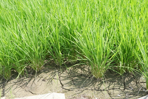 Rice plants and paddy without water