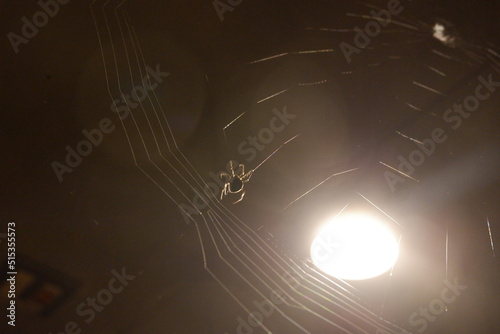A spider in dark on web