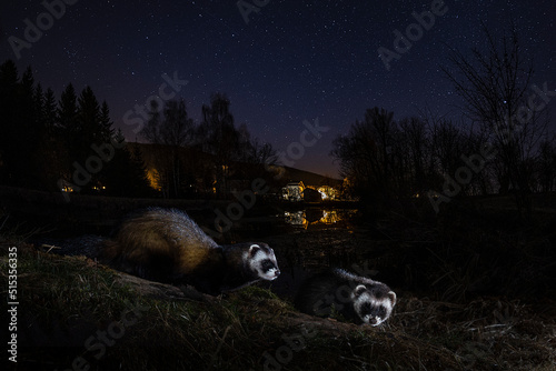 Fotografi polecat