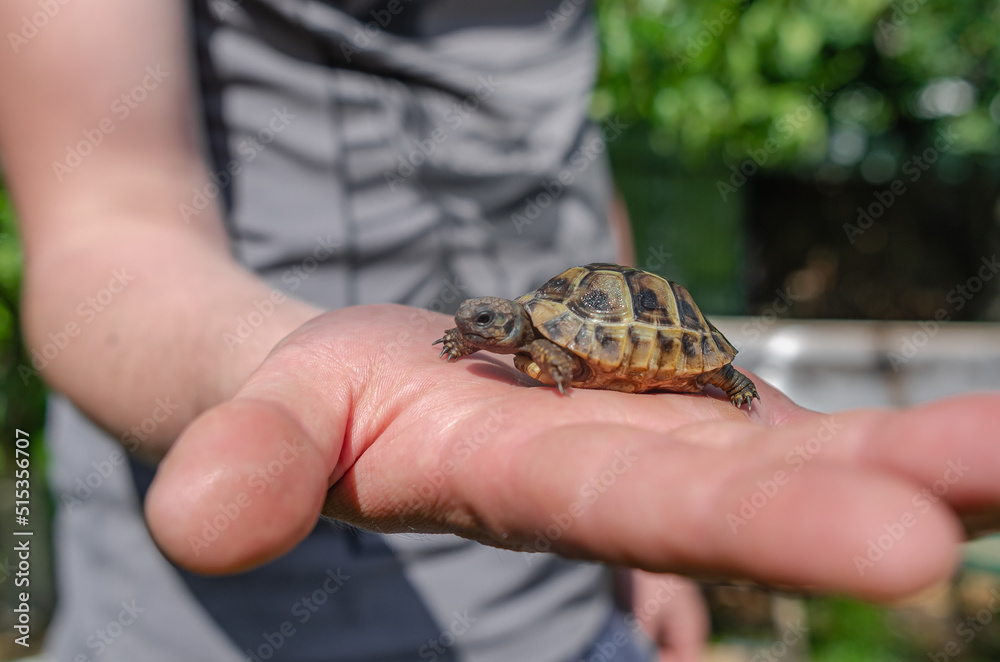 Close up of a small land newborn turtle. Little turtle on a human palm. Blurred background. Close up of a small land newborn turtle. Little turtle on a human palm. Blurred background.