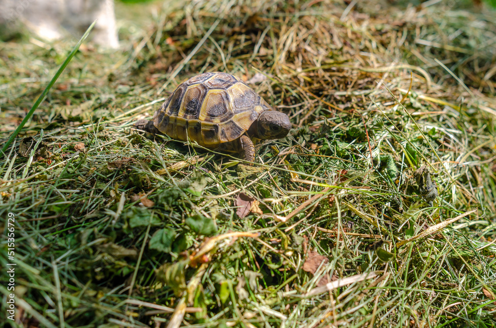 Land small turtle among the mown dry grass. Turtle in nature. Selective focus. Land small turtle among the mown dry grass. Turtle in nature. Selective focus.