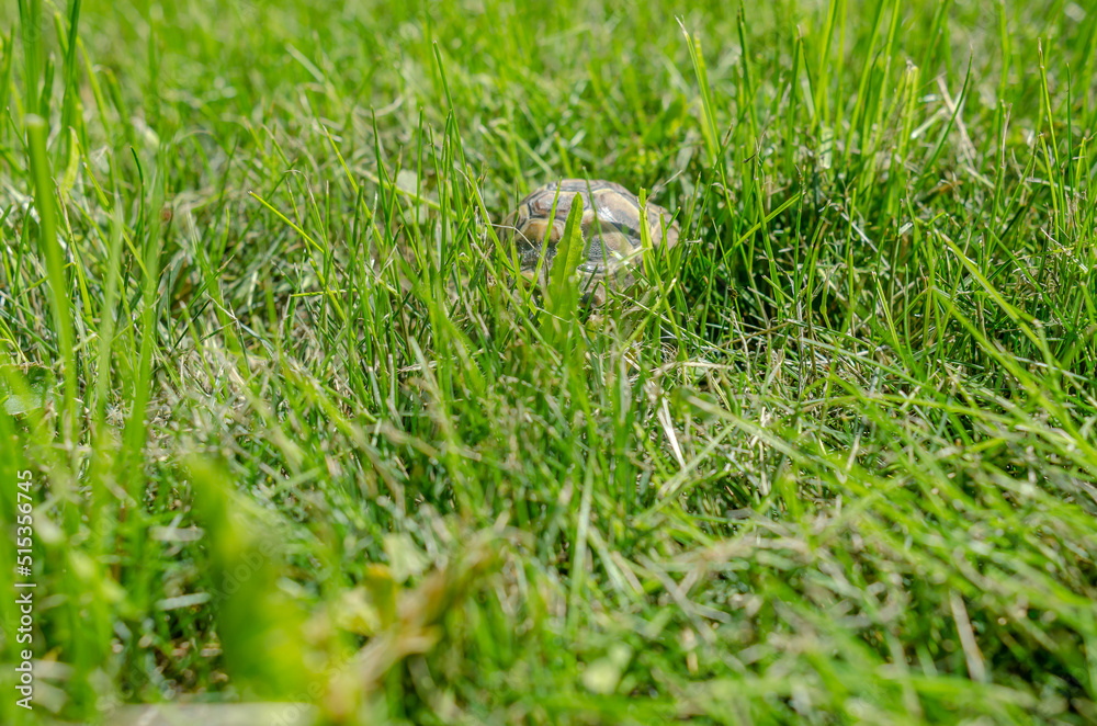 The shell of a tiny turtle among the green grass. The turtle hid in her hut. The shell of a tiny turtle among the green grass. The turtle hid in her hut.