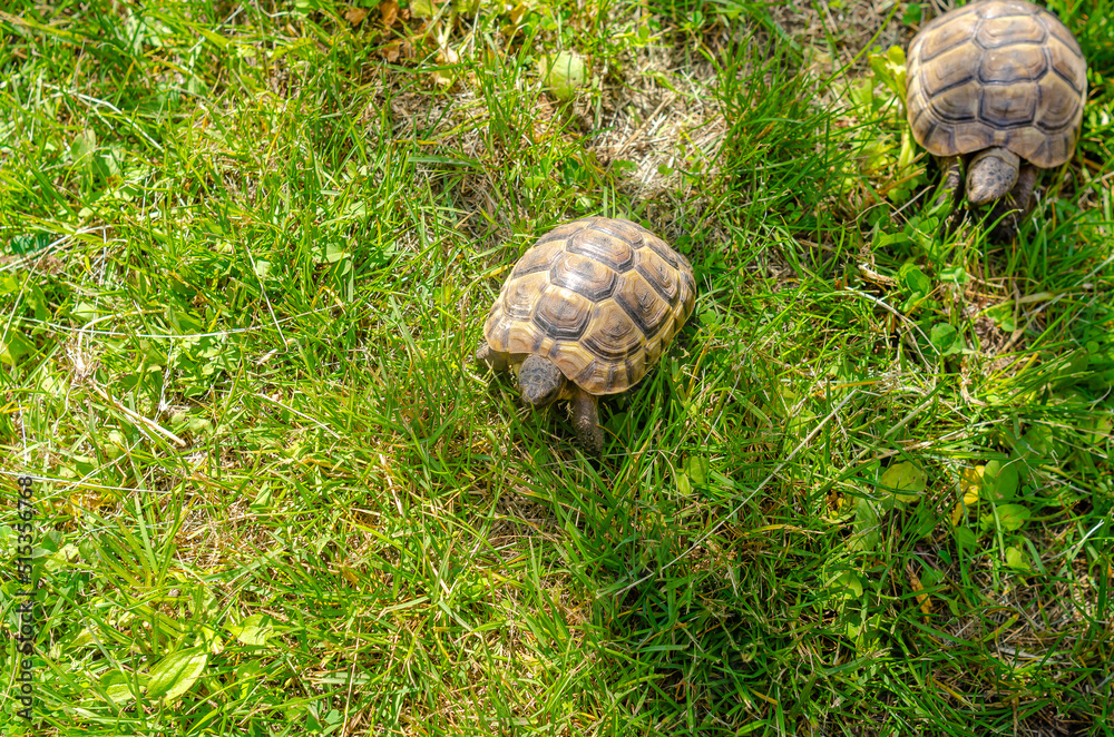 Turtles in the mating season are male and female. Two turtles on a