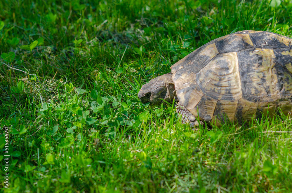 Naklejka premium The turtle eats a green leaf. Turtle in the grass. Terrestrial spotted brown turtle among green plants in the garden. Side view.
