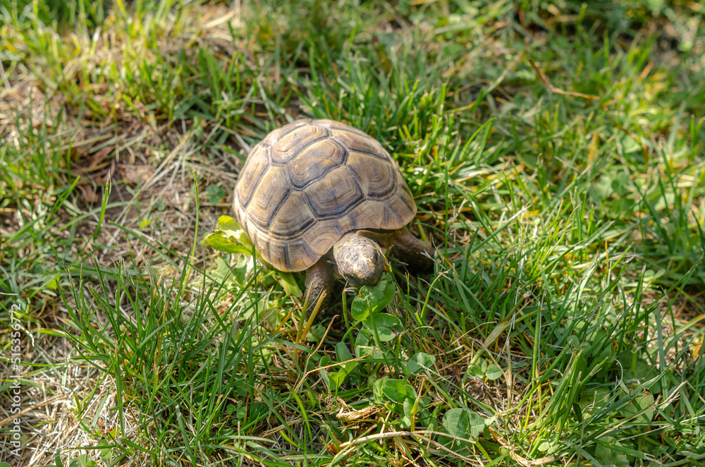 The turtle eats a green leaf. Turtle in the grass. Terrestrial spotted brown turtle among green plants in the meadow. The turtle eats a green leaf. Turtle in the grass. Terrestrial spotted brown turtle among green plants in the meadow.