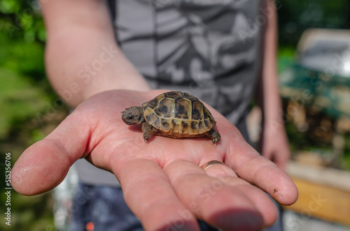 Little turtle on a human palm. Close up of a small land newborn turtle. Blurred background.