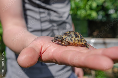 Close up of a small land newborn turtle. Little turtle on a human palm. Blurred background.
