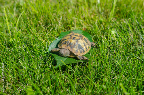 Photo of a tiny baby tortoise lying on a green leaf on the grass. Newborn turtle.