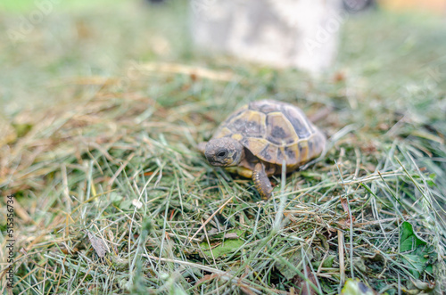 Turtle in nature.  Land small turtle among the mown dry grass. Selective focus.