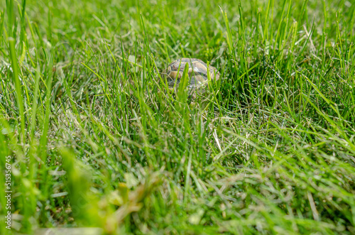 The shell of a tiny turtle among the green grass. The turtle hid in her hut.