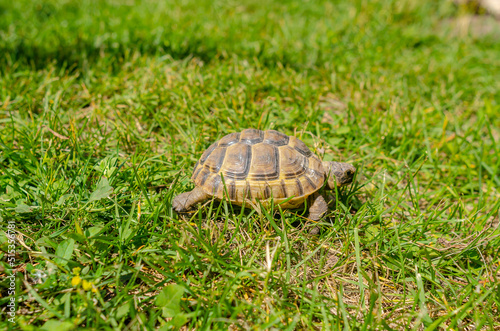 The sunlit tortoise slowly moves its paws on the green grass. Bright summer landscape.