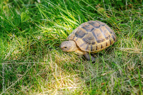 Turtle in nature. The sun's rays illuminate the turtle. Land small turtle among the mown dry grass.