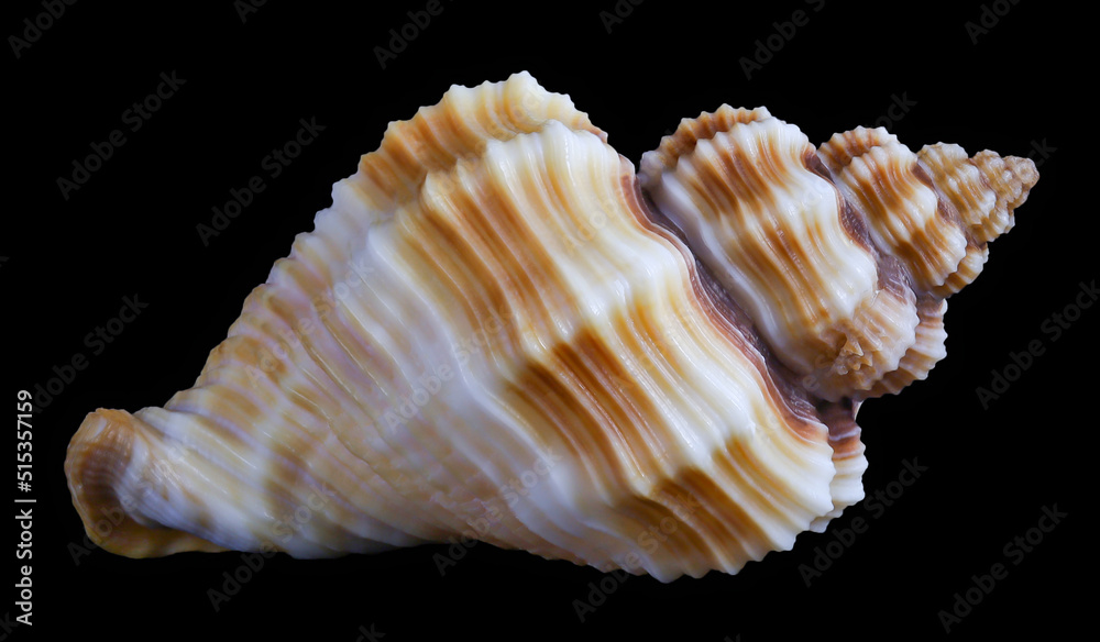 one sea shell isolated black background one sea shell isolated black background