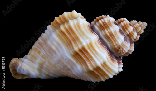 one sea shell isolated black background