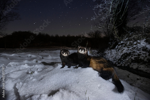 Billede på lærred polecat