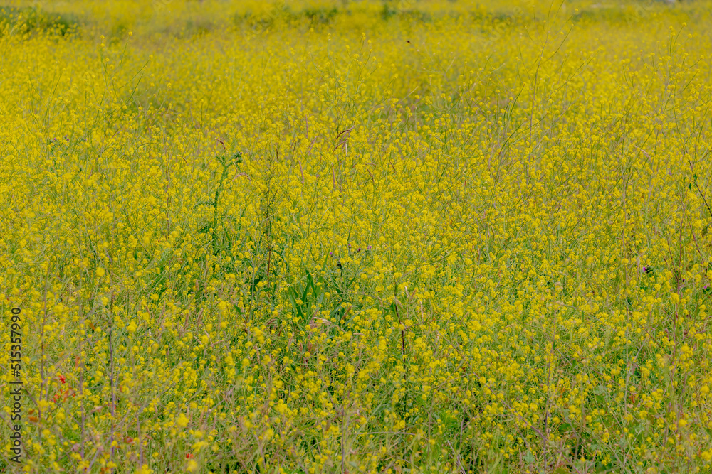 Selective focus yellow flowers of Rapeseed also known as Oilseed rape in the filed, White mustard (Sinapis alba) is an annual plant of the family Brassicaceae, Natural floral texture background. Selective focus yellow flowers of Rapeseed also known as Oilseed rape in the filed, White mustard (Sinapis alba) is an annual plant of the family Brassicaceae, Natural floral texture background.
