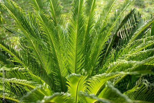 Ancient Cycad plant or Sago Palm Green Leaves background, Cycad Green Leaves tropical green leaf tree for background. photo