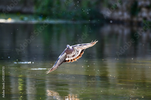pigeon flying over the River Avon