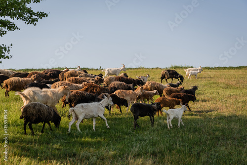 sheep and goat flock grazing on pasture under blue sky.
