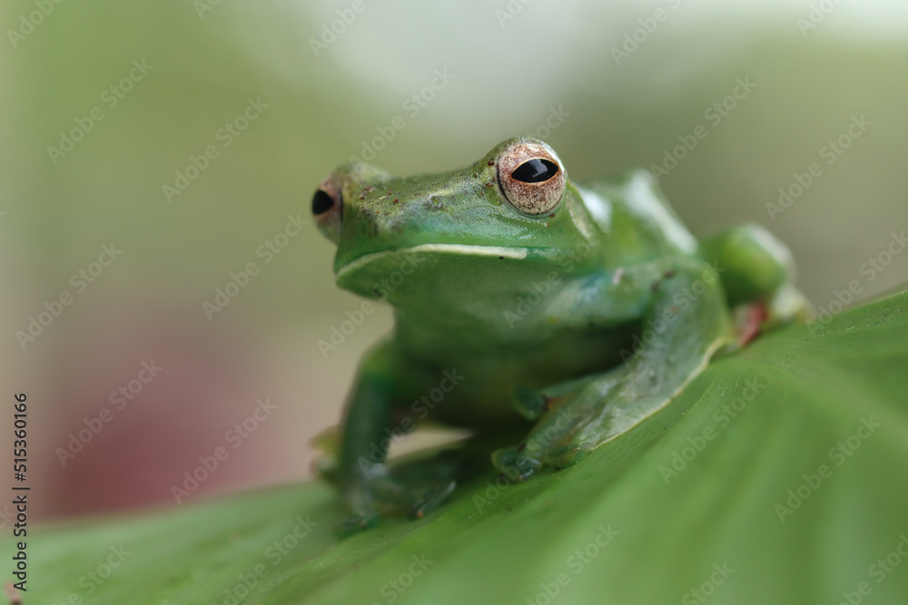 Rhacophorus dulitensis closeup on green leaves, Jade tree frog closeup on green leaves, Indonesian tree frog Rhacophorus dulitensis closeup on green leaves, Jade tree frog closeup on green leaves, Indonesian tree frog