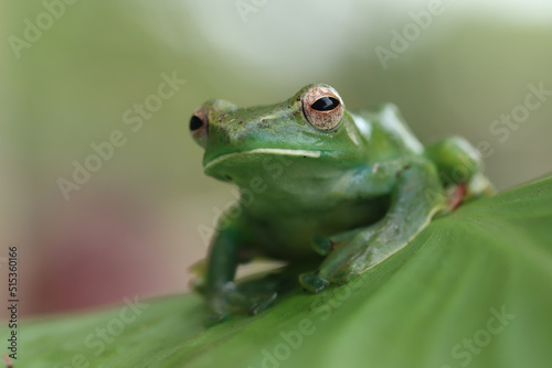Rhacophorus dulitensis closeup on green leaves, Jade tree frog closeup on green leaves, Indonesian tree frog 