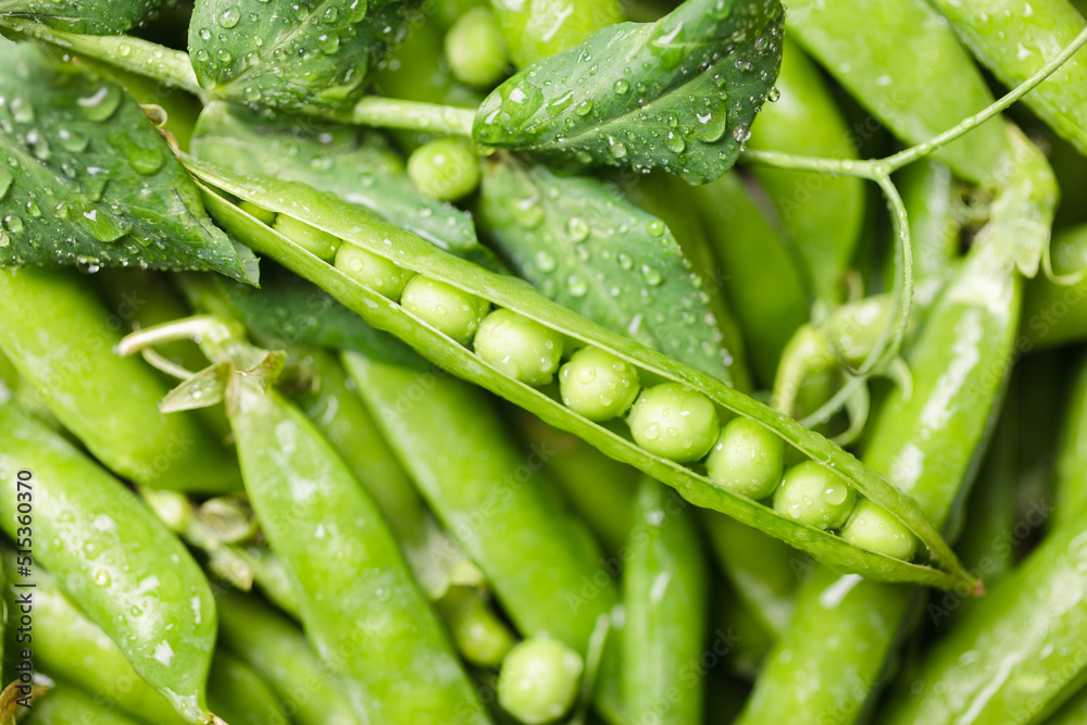 Pods of green peas with leaves and water drops. Fresh food background Pods of green peas with leaves and water drops. Fresh food background