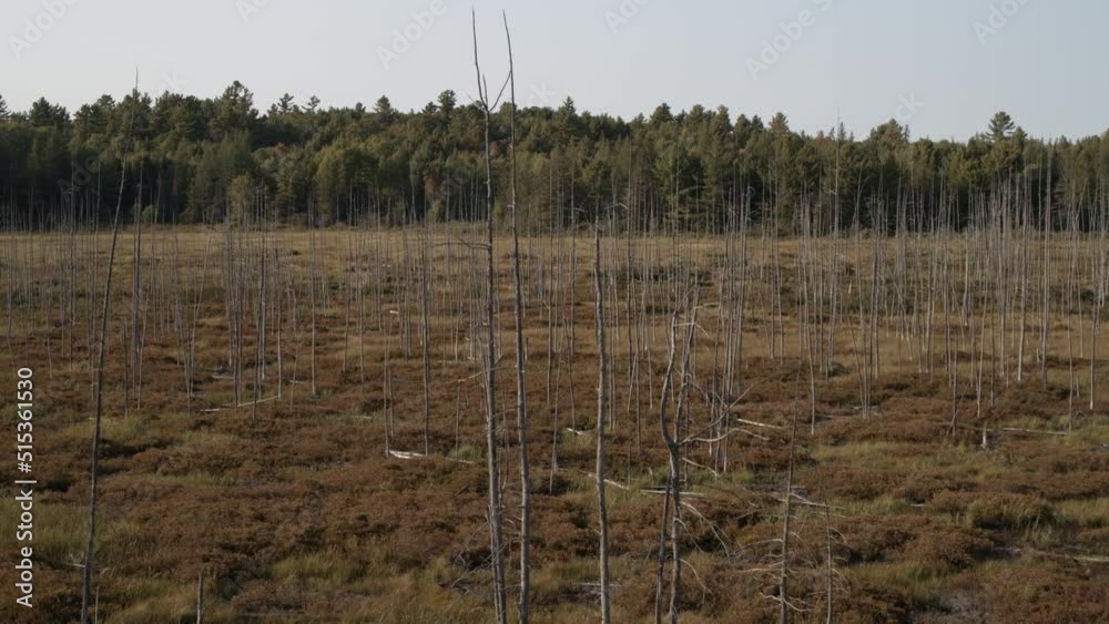 Bare trees and distant forest, North Bay, Ontario, Canada