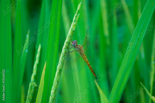 dragonfly on green rice leaves on a sunny morning