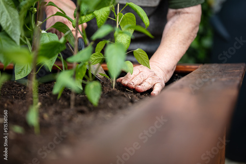 senior woman planting peppers seedlings in a raised gardening bed photo