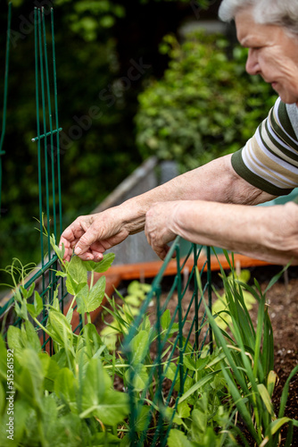 senior examines sugar snap peas in growth in a raised gardening bed