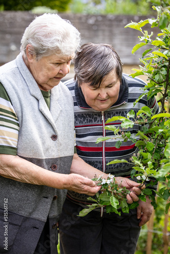 Wallpaper Mural senior and mentally disabled woman are looking at the blossoms of an apple tree Torontodigital.ca