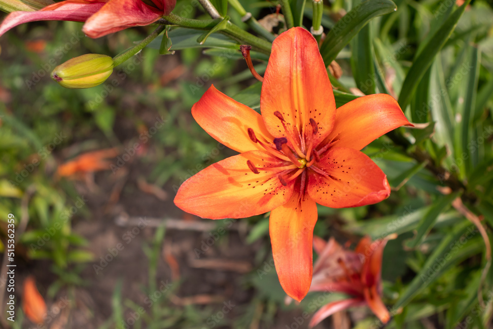 Orange lily in the summer garden. Close-up of lily flowers. Natural floral background. Orange lily in the summer garden. Close-up of lily flowers. Natural floral background.