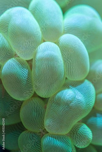 marine aquarium, Plerogyra sinuosa © Юлия Кутузова