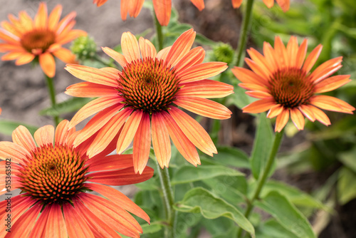 Orange echinacea flowers in the summer herbal garden. Beautiful natural floral background with medicinal plant 
