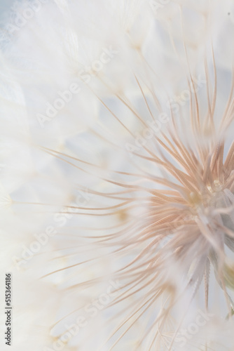 Abstract dandelion macro flower background. Seed macro closeup. Soft focus