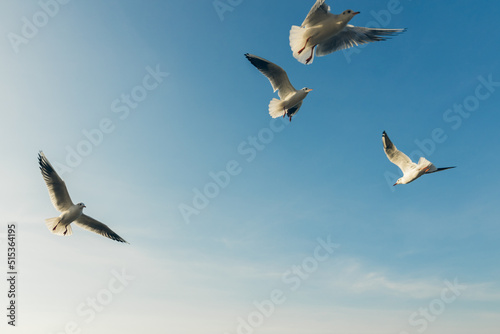 Seagulls flying high in the wind against the blue sky and white clouds, a flock of white birds © AndreyZayats